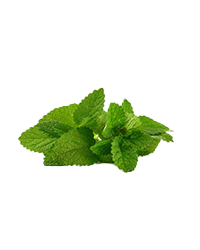 Feuilles-de-menthe